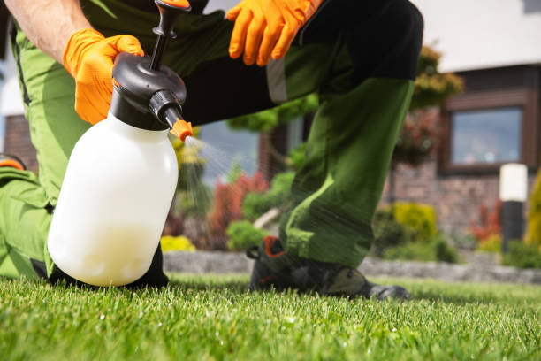 Best Spider Control Near Me  in Chico, TX