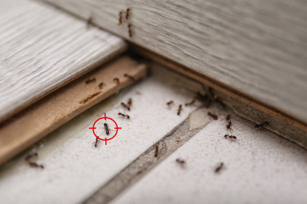 Chico, TX Pest Control Company