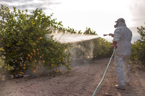 Best Exterminator Services  in Chico, TX