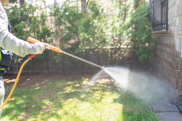 Best Wasp Removal Services  in Chico, TX
