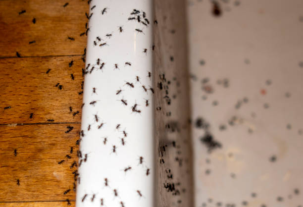 Best Spider Control Near Me  in Chico, TX