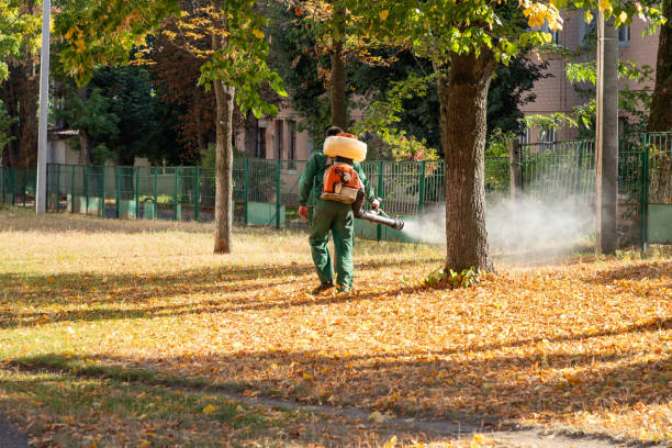 Best Residential Pest Control  in Chico, TX