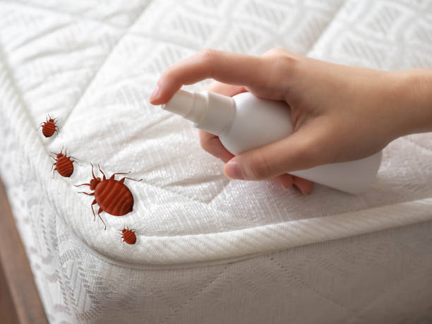 Best Best Pest Control Companies  in Chico, TX
