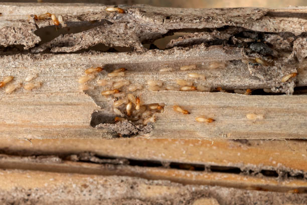 Best Cockroach Control Services  in Chico, TX