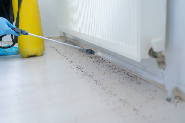 Pest Prevention Services in Chico, TX