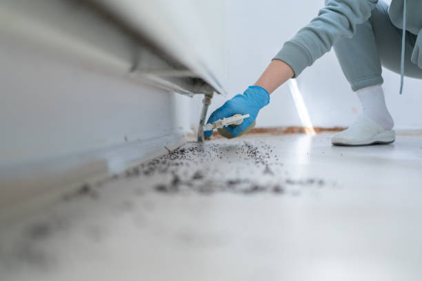 Best Affordable Pest Control Services  in Chico, TX